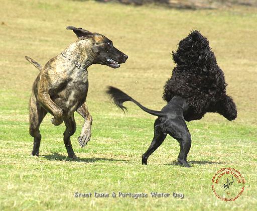 Portuguese Water Dog 9R023D-144.JPG